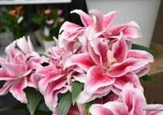 Roselily Nowa is a nice compact variety in their pot lily series. This variety has a less strong fragrance.